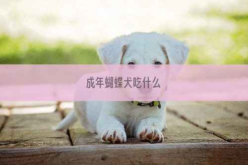 成年蝴蝶犬吃什么