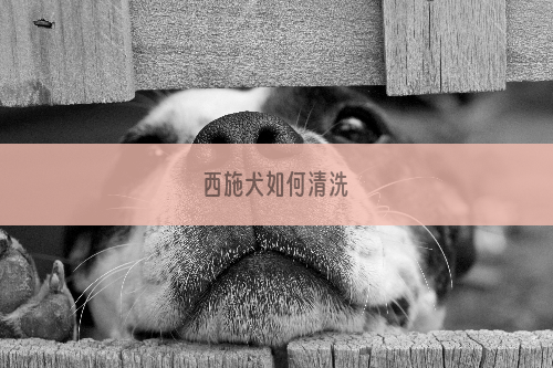 西施犬如何清洗