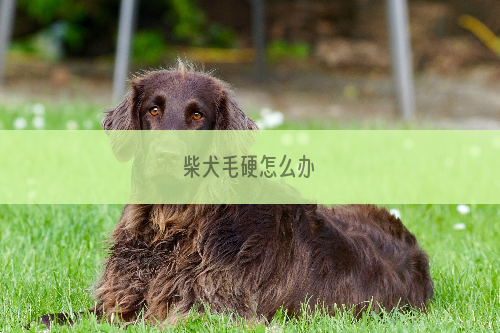 柴犬毛硬怎么办