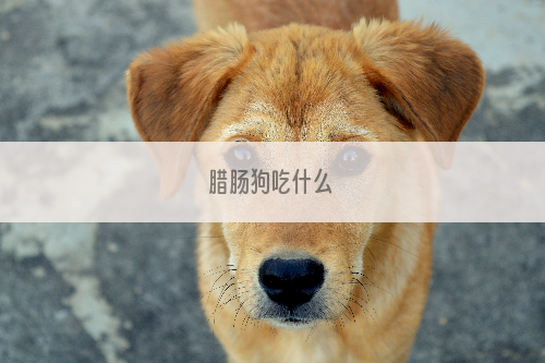 腊肠狗吃什么