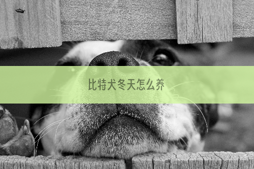 比特犬冬天怎么养