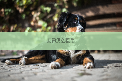 泰迪怎么梳毛