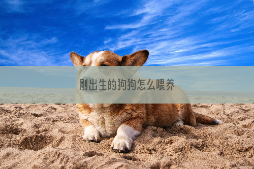 刚出生的狗狗怎么喂养