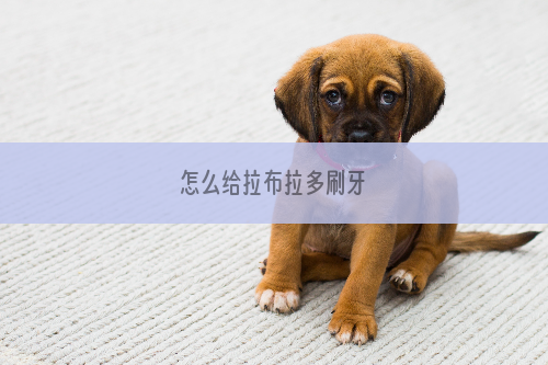 怎么给拉布拉多刷牙