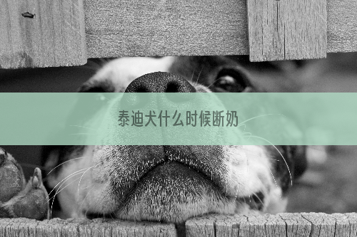 泰迪犬什么时候断奶