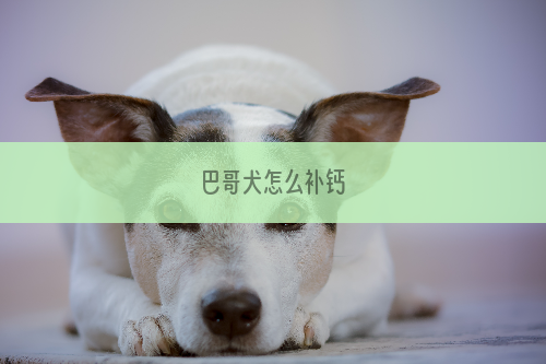 巴哥犬怎么补钙