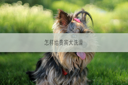 怎样给贵宾犬洗澡