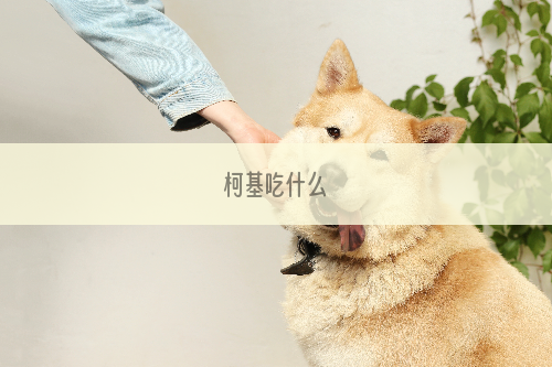 柯基吃什么