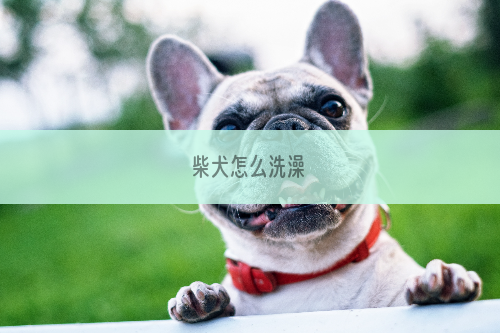 柴犬怎么洗澡