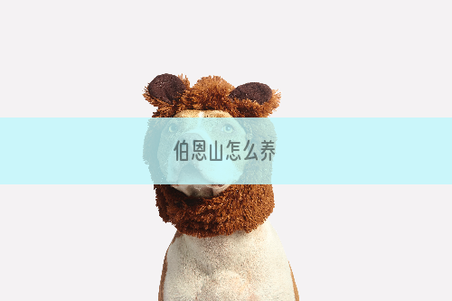 伯恩山怎么养