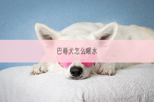 巴哥犬怎么喂水