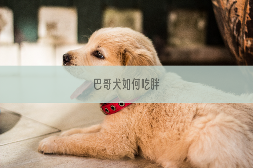 巴哥犬如何吃胖