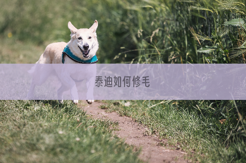 泰迪如何修毛