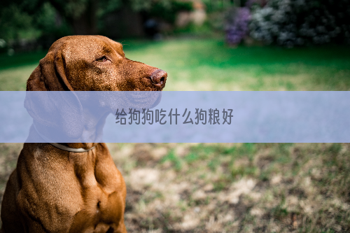 给狗狗吃什么狗粮好