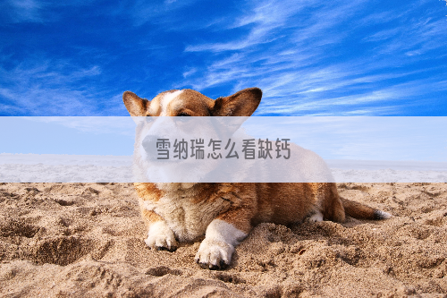 雪纳瑞怎么看缺钙