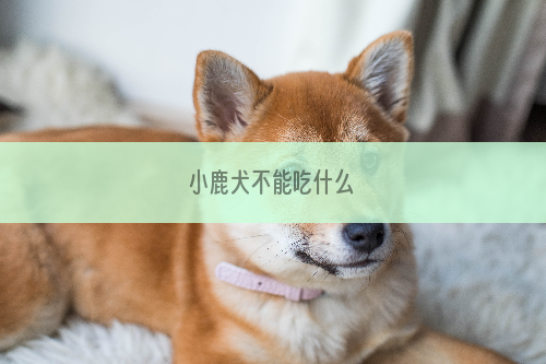 小鹿犬不能吃什么