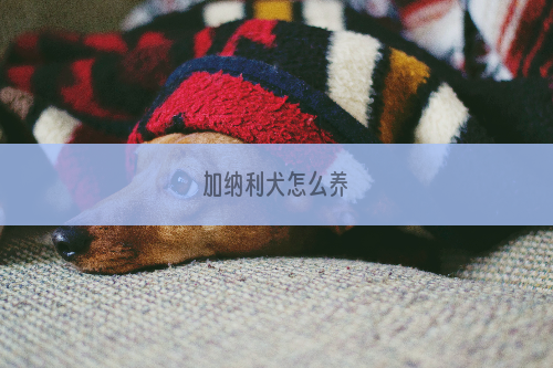 加纳利犬怎么养