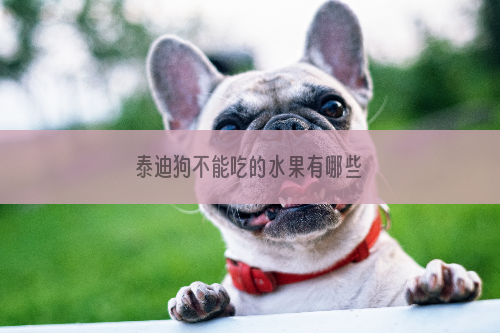 泰迪狗不能吃的水果有哪些