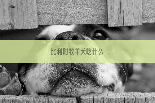 比利时牧羊犬吃什么