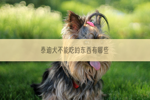 泰迪犬不能吃的东西有哪些