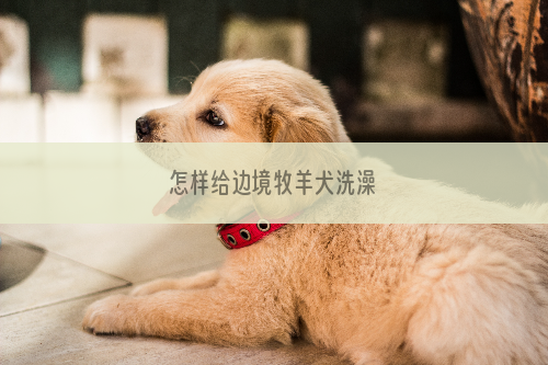 怎样给边境牧羊犬洗澡