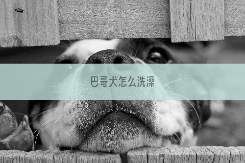 巴哥犬怎么洗澡