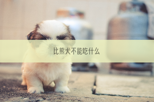 比熊犬不能吃什么