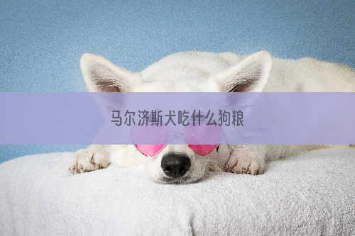 马尔济斯犬吃什么狗粮