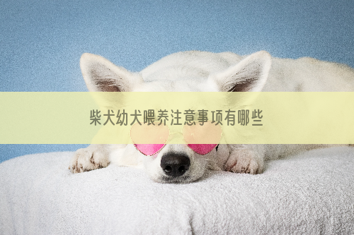 柴犬幼犬喂养注意事项有哪些