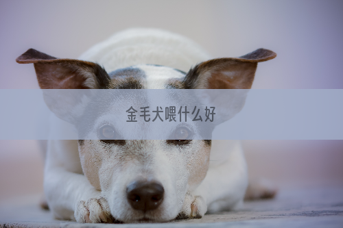 金毛犬喂什么好