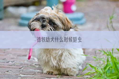 德牧幼犬什么时候驱虫