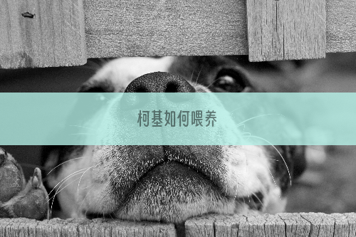 柯基如何喂养