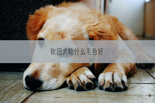 秋田犬吃什么毛色好