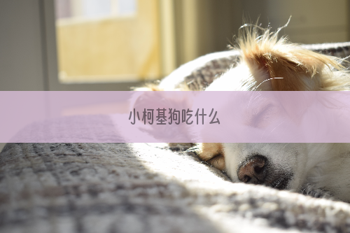 小柯基狗吃什么