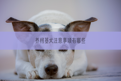 养柯基犬注意事项有哪些