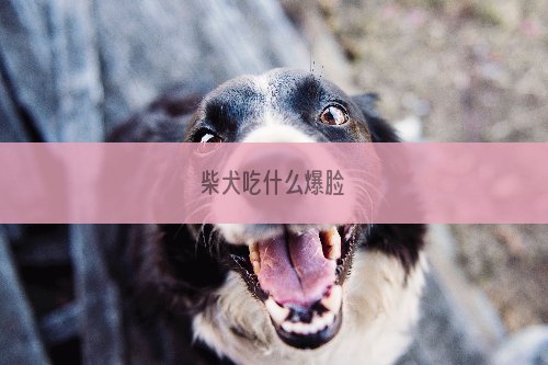 柴犬吃什么爆脸