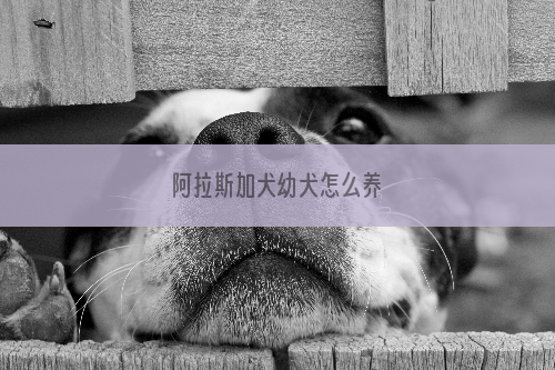 阿拉斯加犬幼犬怎么养