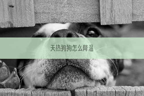 天热狗狗怎么降温