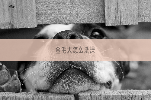金毛犬怎么洗澡