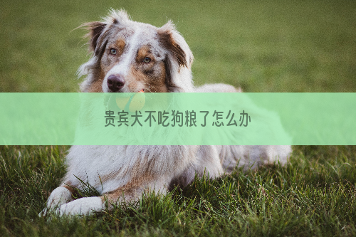 贵宾犬不吃狗粮了怎么办