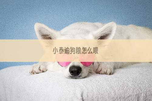 小泰迪狗粮怎么喂