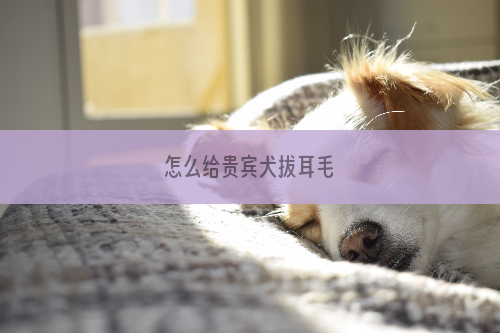 怎么给贵宾犬拔耳毛