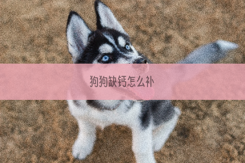 狗狗缺钙怎么补