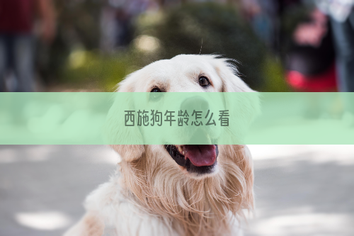 西施狗年龄怎么看
