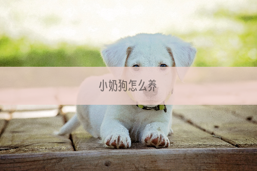 小奶狗怎么养