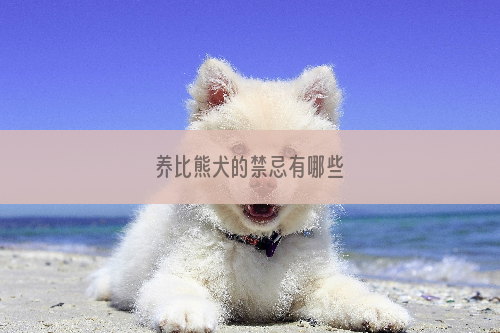 养比熊犬的禁忌有哪些