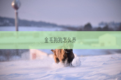 金毛狗狗怎么养