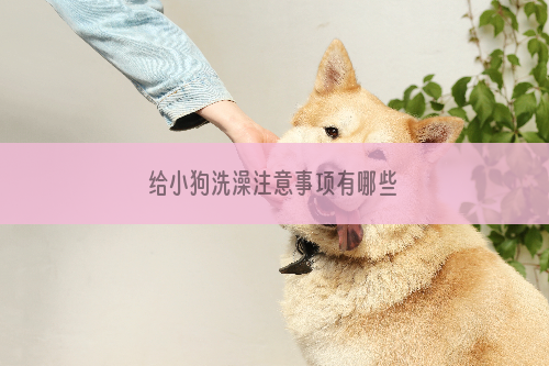 给小狗洗澡注意事项有哪些