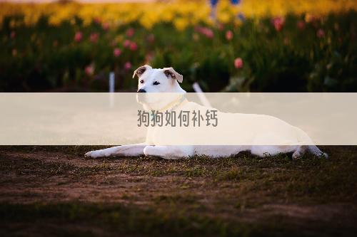 狗狗如何补钙