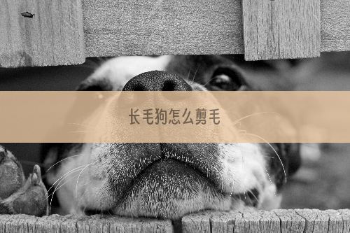 长毛狗怎么剪毛